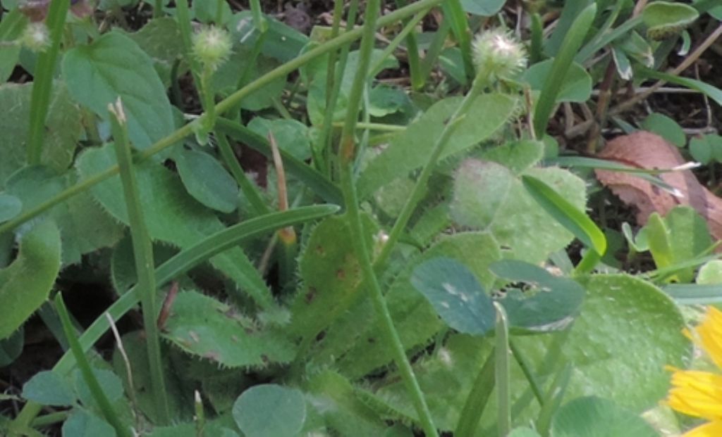 Asteracea:  Hypochaeris achyrophorus